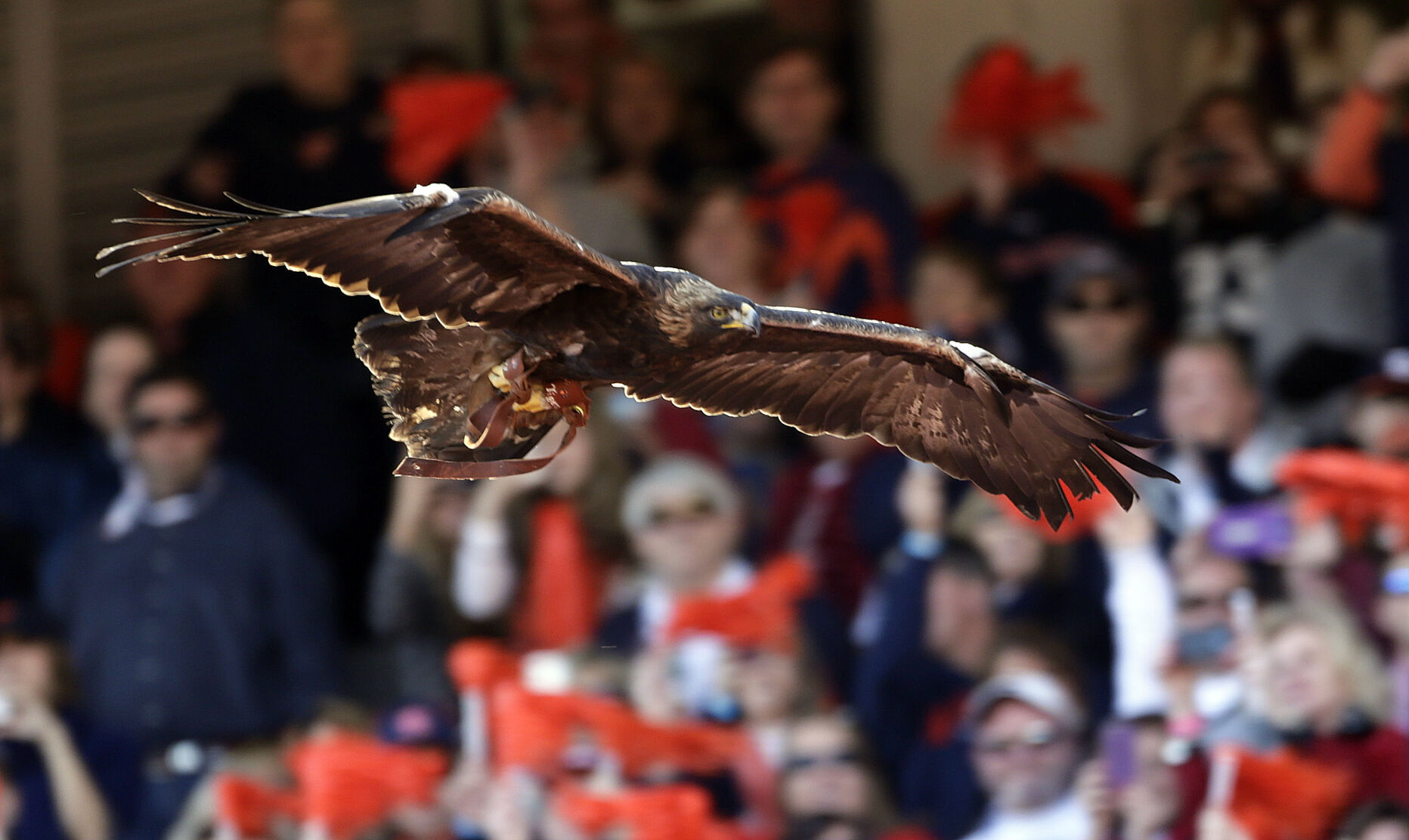 Alabama Auburn Football
